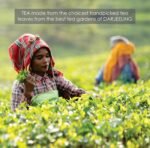 Octavius Classic Darjeeling Black Tea -50 Tea Bags Pure Authentic Darjeeling Tea - Image 4