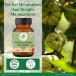 A TATA Product - Organic India Garcinia Cambogia - 60 Veg Capsules, Improves Fat Metabolism, Lean Muscle Development, Boosts Energy, Enhances Immunity, & Helps Weight Management, GMP & NPOP Certified - Image 3