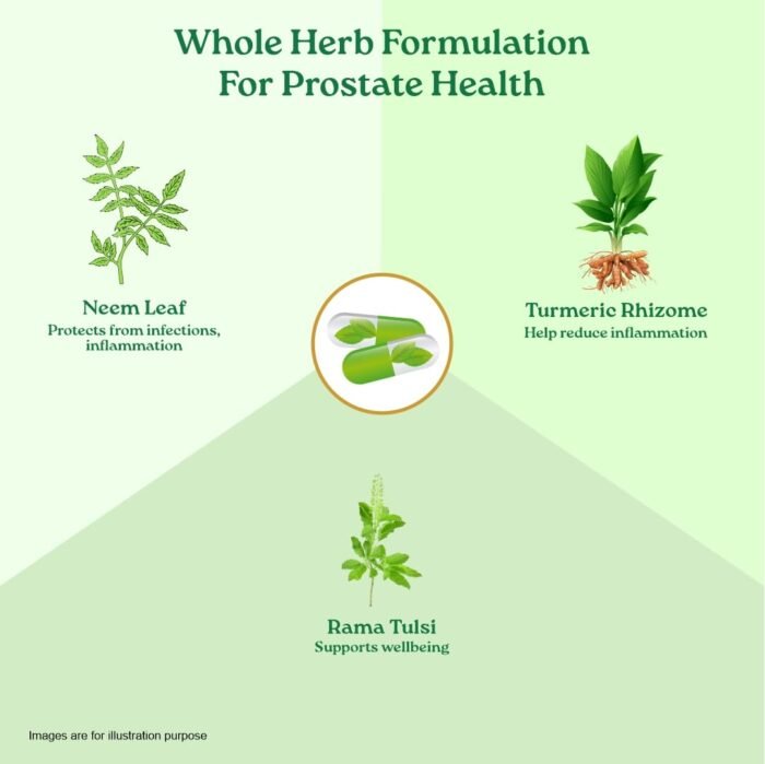 A TATA Product - Organic India Prostate Care - 60 Veg Capsules, Supports Healthy Prostate & Urinary Tract Function & Restore Energy Level, Immunity & Male Reproductive Vitality, GMP & NPOP Certified - Image 6