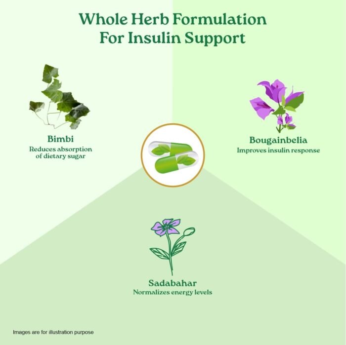 A TATA Product - Organic India Sugar Balance - 60 Veg Capsules, Naturally Supports Healthy Insulin Response & Glycemic Control, Normalize Energy Levels & Metabolism, GMP & NPOP Certified Organic - Image 5