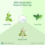 A TATA Product - Organic India Tulsi Green Tea Classic Loose Leaves - 100g, Stress Relieving, Uplifts Mood, Rich in Antioxidants, Blend of Rama, Krishna & Vana Tulsi, Certified Organic - Image 4