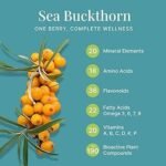 Namo Organics Himalayan Sea buckthorn Dry Berry 200gm – Natural, Sun-Dried, Rich in Omega 3,6,7 and 9, & Vitamin C, E | Dried Seabuckthorn Berries | No Added Sugar or Preservatives (200 Gm) - Image 8