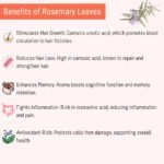 OH CHA Botanics By- Rosemary Turmeric Leaves, 150Gms|Dried Rosemary Leaves For Hair Growth|Can Be Used As Rosemary Oil For Hair, Herbal Rosemary Tea - Image 4