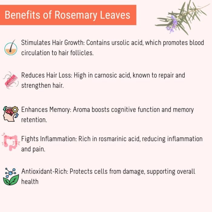 OH CHA Botanics By- Rosemary Turmeric Leaves, 150Gms|Dried Rosemary Leaves For Hair Growth|Can Be Used As Rosemary Oil For Hair, Herbal Rosemary Tea - Image 4