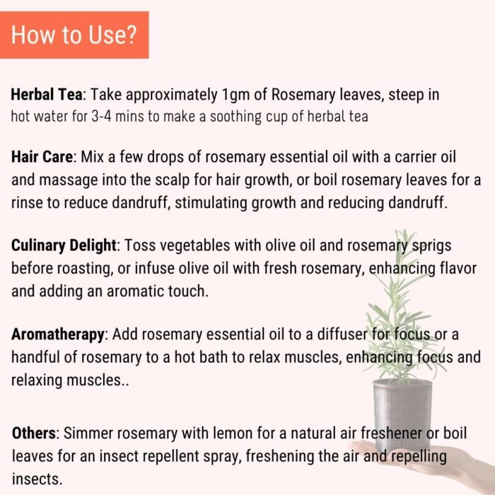 OH CHA Botanics By- Rosemary Turmeric Leaves, 150Gms|Dried Rosemary Leaves For Hair Growth|Can Be Used As Rosemary Oil For Hair, Herbal Rosemary Tea - Image 5