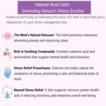 OH CHA - Valerian Root Tea for Stress Relief | Herbal Tea with Valerian Root, Lavender, Lemon Balm, Ashwagandha, Blue Pea Flower, Lemon Honey | Caffeine Free | 35gms - Image 3