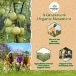 Organic India Tulsi Green Tea Honey Lemon 25 Teabags - Image 9